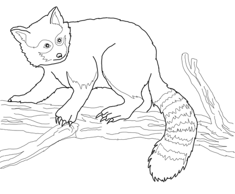 Red Panda On Tree  Coloring Page